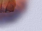 Adrians Kart&auml;user-Page - eine Seite f&uuml;r Katzenfreunde